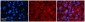 TFB1M antibody - N-terminal region